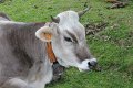 (50) Oh les Vaches